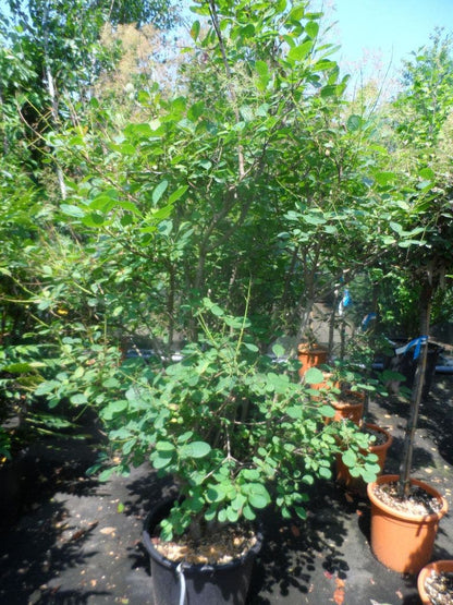  Pruikenboom (Cotinus Coggygria 'Young Lady')