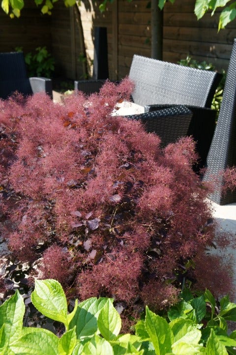 Pruikenboom (Cotinus Coggygria 'Dusky Maiden')