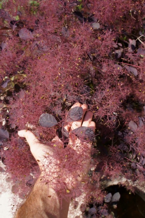  Pruikenboom (Cotinus Coggygria 'Dusky Maiden')