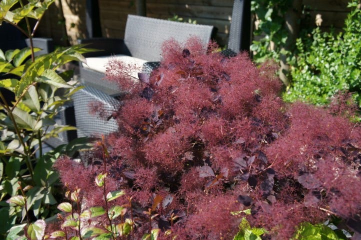  Pruikenboom (Cotinus Coggygria 'Dusky Maiden')