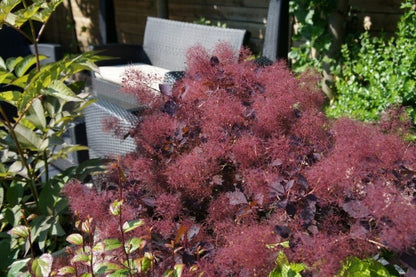  Pruikenboom (Cotinus Coggygria 'Dusky Maiden')