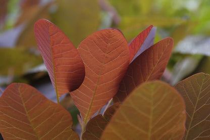  Pruikenboom (Cotinus 'Grace')