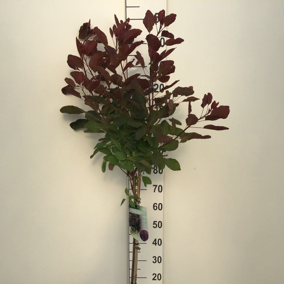  Pruikenboom (Cotinus 'Grace') Op Stam