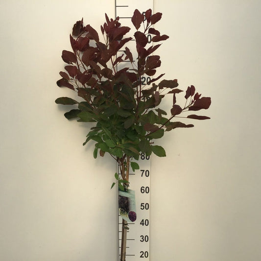  Pruikenboom (Cotinus 'Grace') Op Stam