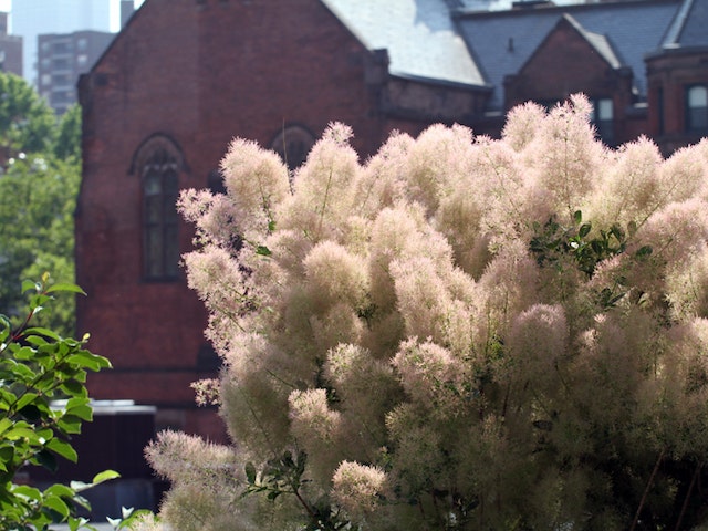  Pruikenboom (Cotinus Coggygria 'Young Lady')