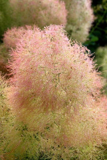  Pruikenboom (Cotinus Coggygria 'Young Lady')