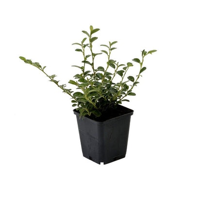  Dwergmispel (Cotoneaster Dammeri)