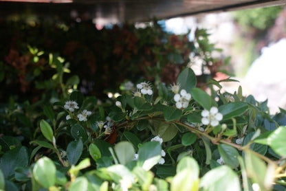  Dwergmispel (Cotoneaster Dammeri)