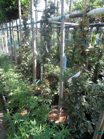  Dwergmispel (Cotoneaster Lacteus)