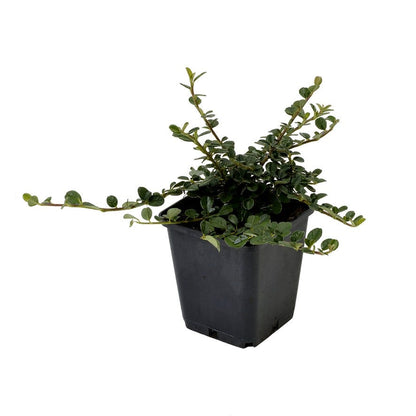  Dwergmispel (Cotoneaster Procumbens 'Queen Of Carpets')