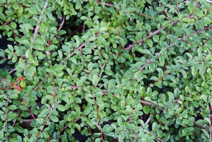  Dwergmispel (Cotoneaster Radicans 'Eichholz')