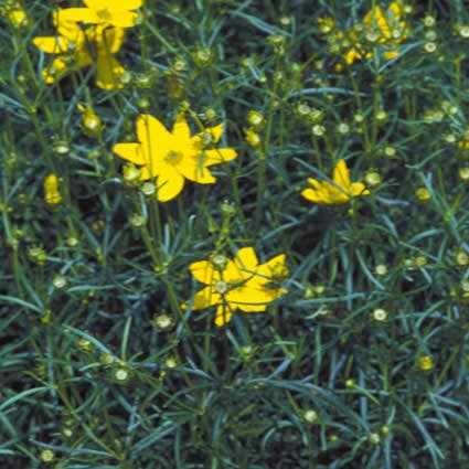  Meisjesogen (Coreopsis Verticillata 'Grandiflora')