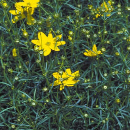 Meisjesogen (Coreopsis Verticillata 'Grandiflora')