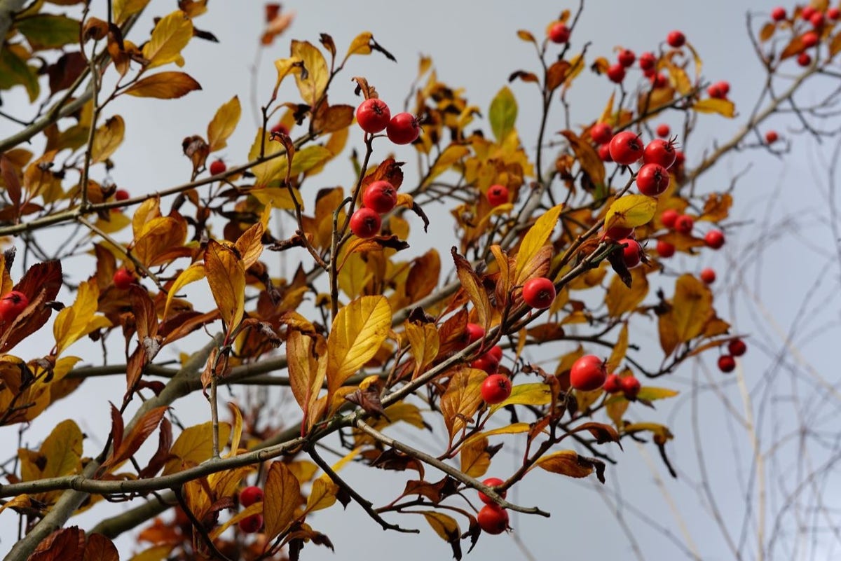  Meidoorn Als Boom (Crataegus Lavallei 'Carrierei')