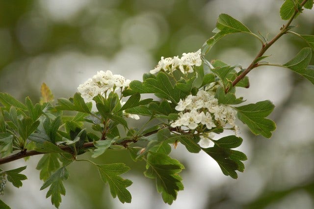  Meidoornhaag (Crataegus Monogyna)
