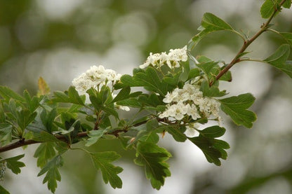  Meidoornhaag (Crataegus Monogyna)