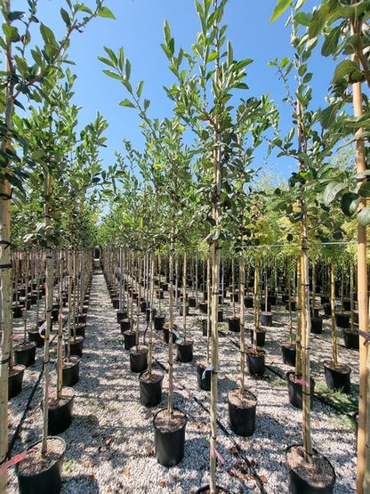  Meidoorn Als Boom (Crataegus Lavallei 'Carrierei')