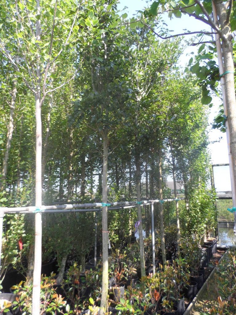  Meidoorn Als Boom (Crataegus Lavallei 'Carrierei')