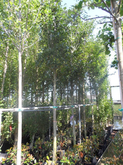  Meidoorn Als Boom (Crataegus Lavallei 'Carrierei')