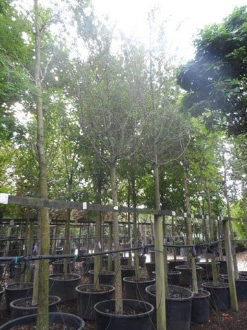  Rode Meidoorn (Crataegus Laevigata 'Paul's Scarlet')
