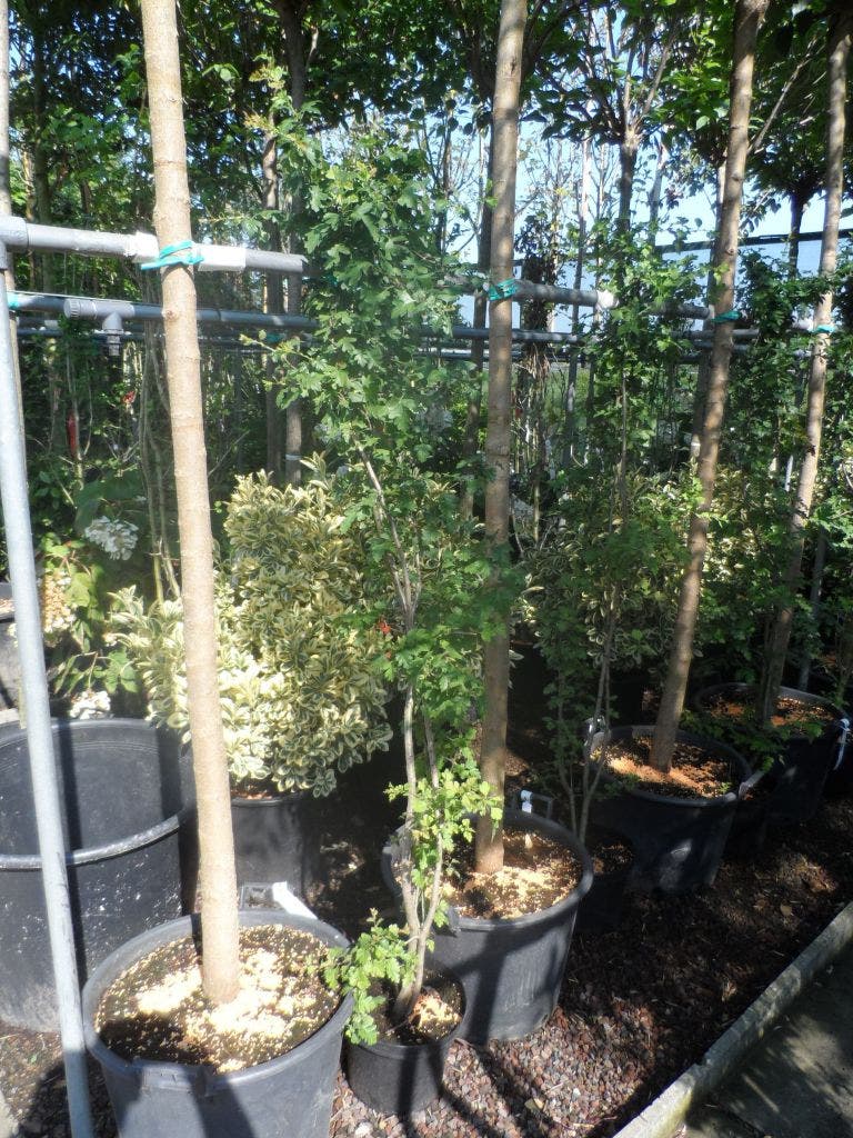  Meidoorn Als Boom (Crataegus Monogyna 'Stricta')