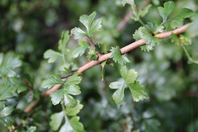  Meidoornhaag (Crataegus Monogyna)