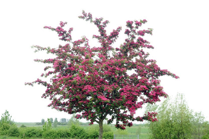  Rode Meidoorn Als Leiboom (Crataegus 'Paul's Scarlet')