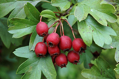  Meidoornhaag (Crataegus Monogyna)