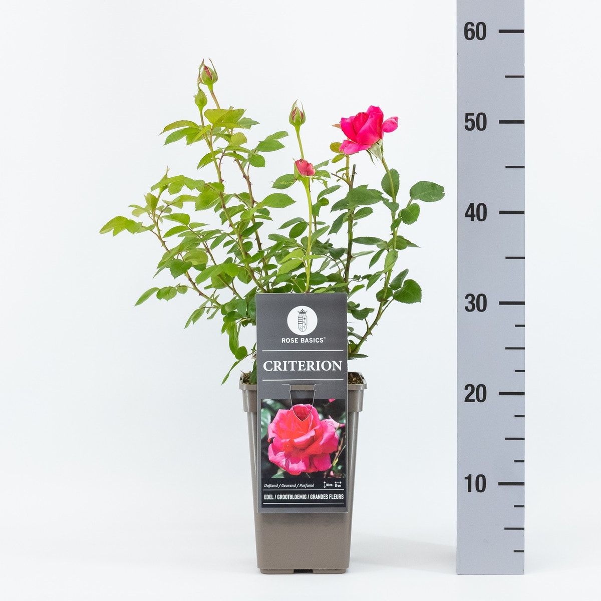  Roos Felroze (Rosa 'Criterion')