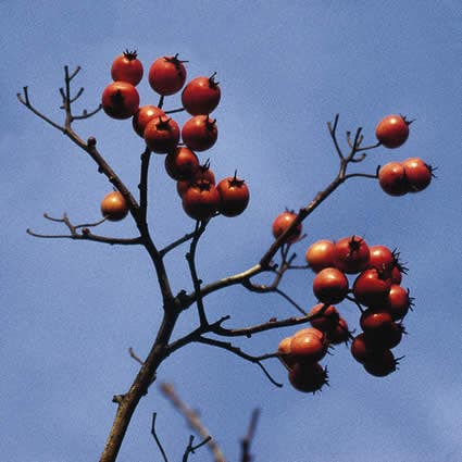  Meidoorn Als Boom (Crataegus Lavallei 'Carrierei')