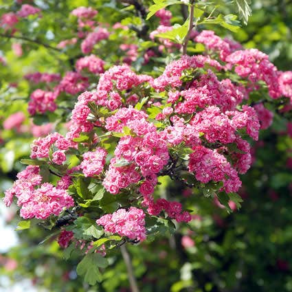  Rode Meidoorn (Crataegus Laevigata 'Paul's Scarlet')