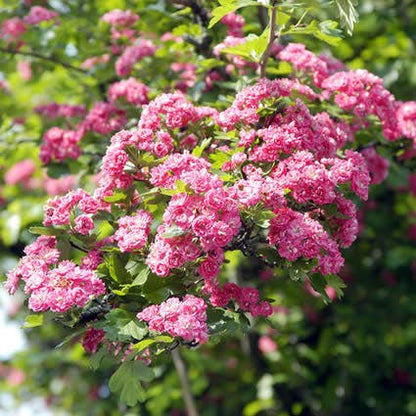  Rode Meidoorn (Crataegus Laevigata 'Paul's Scarlet')