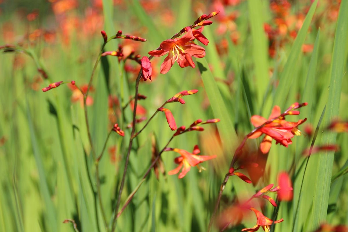  Montbretia (Crocosmia 'Carmine Brilliant')