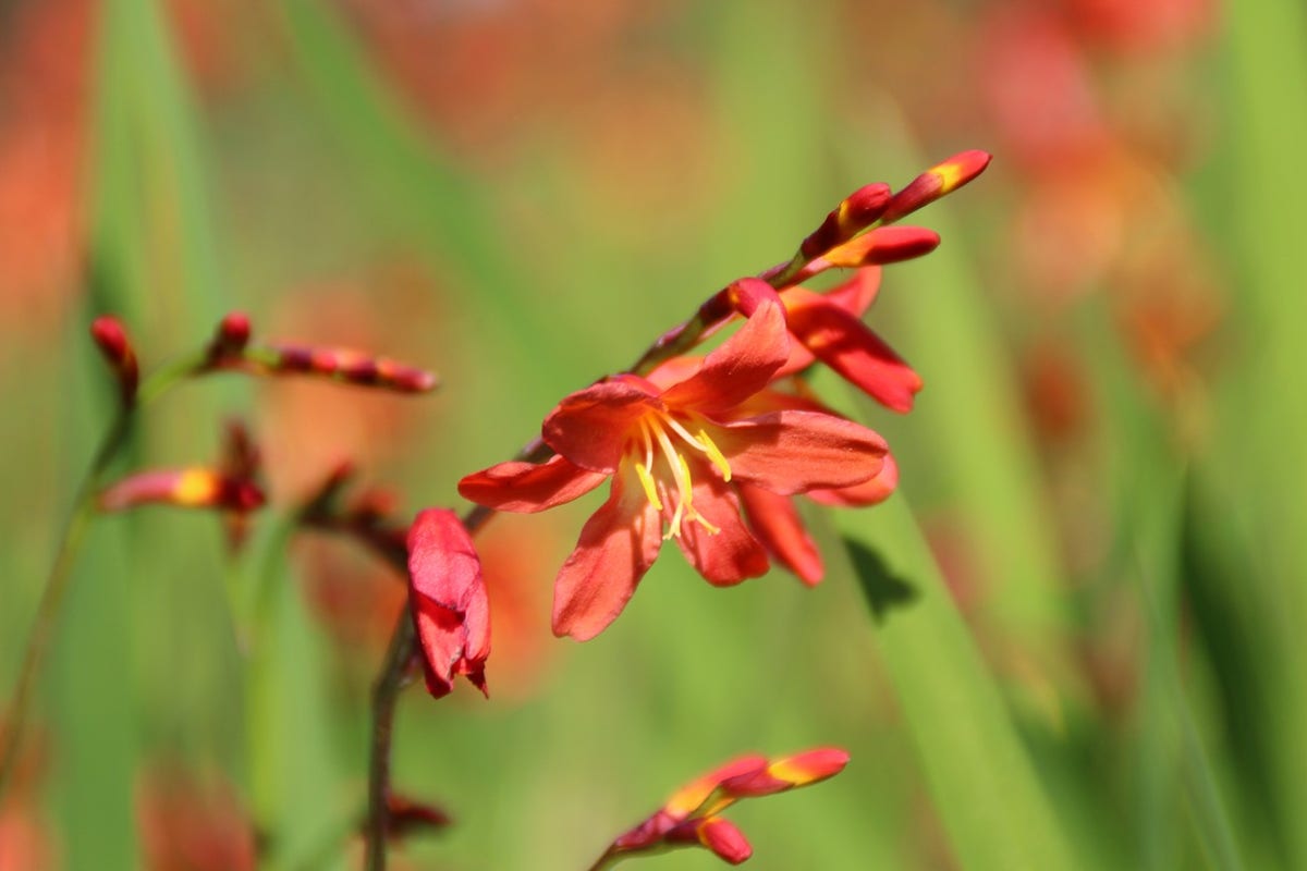  Montbretia (Crocosmia 'Carmine Brilliant')