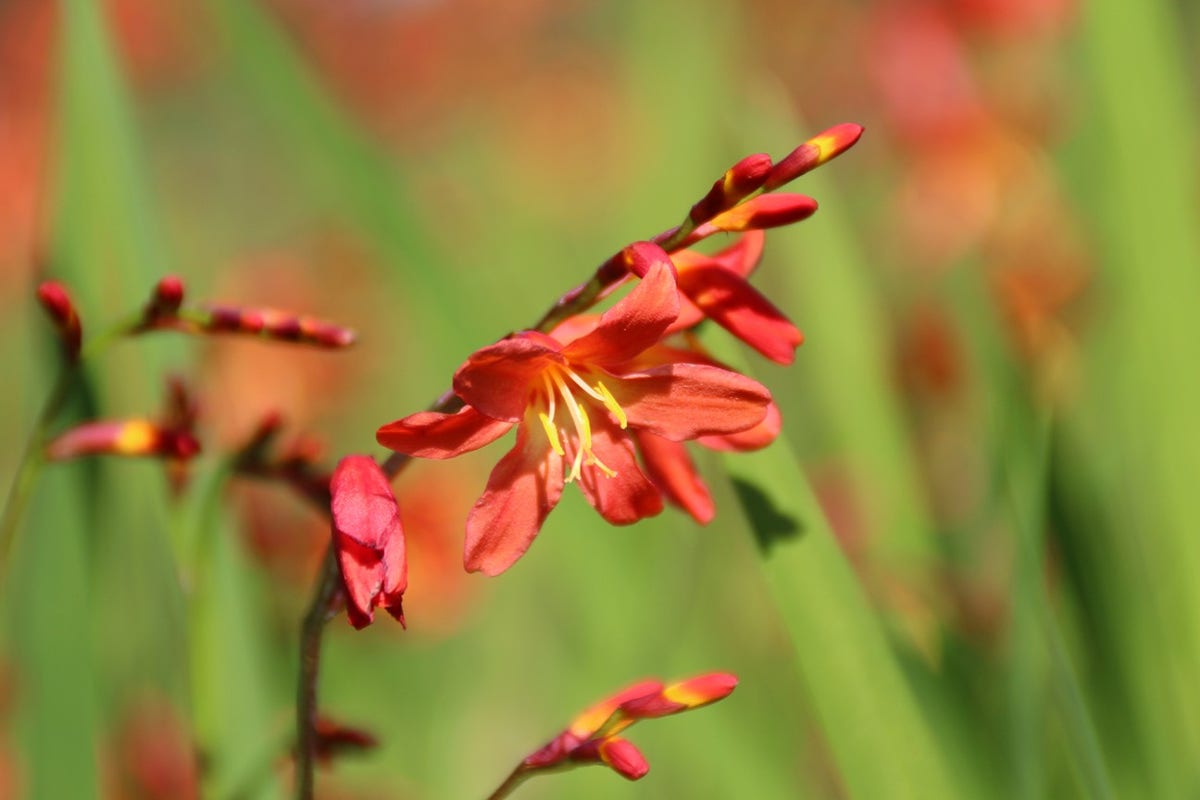  Montbretia (Crocosmia 'Carmine Brilliant')