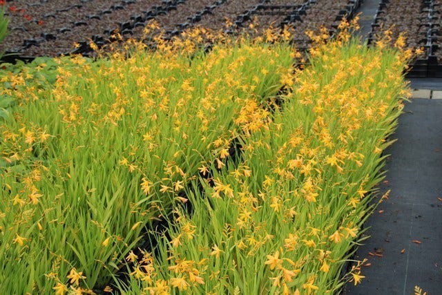 Montbretia (Crocosmia 'George Davidson')