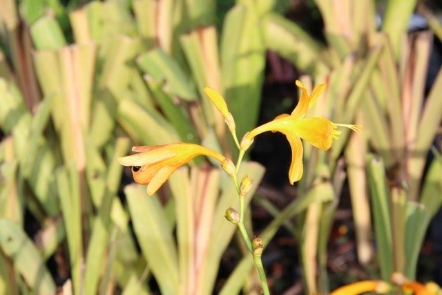  Montbretia (Crocosmia 'George Davidson')