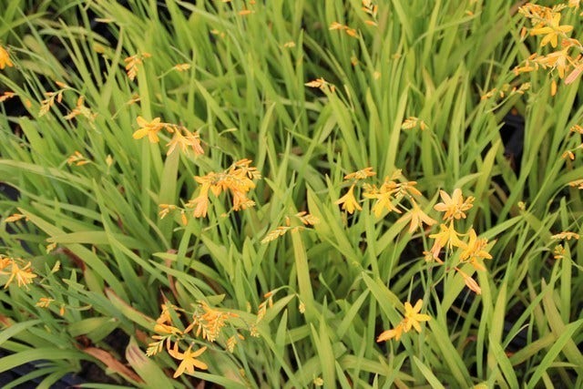  Montbretia (Crocosmia 'George Davidson')