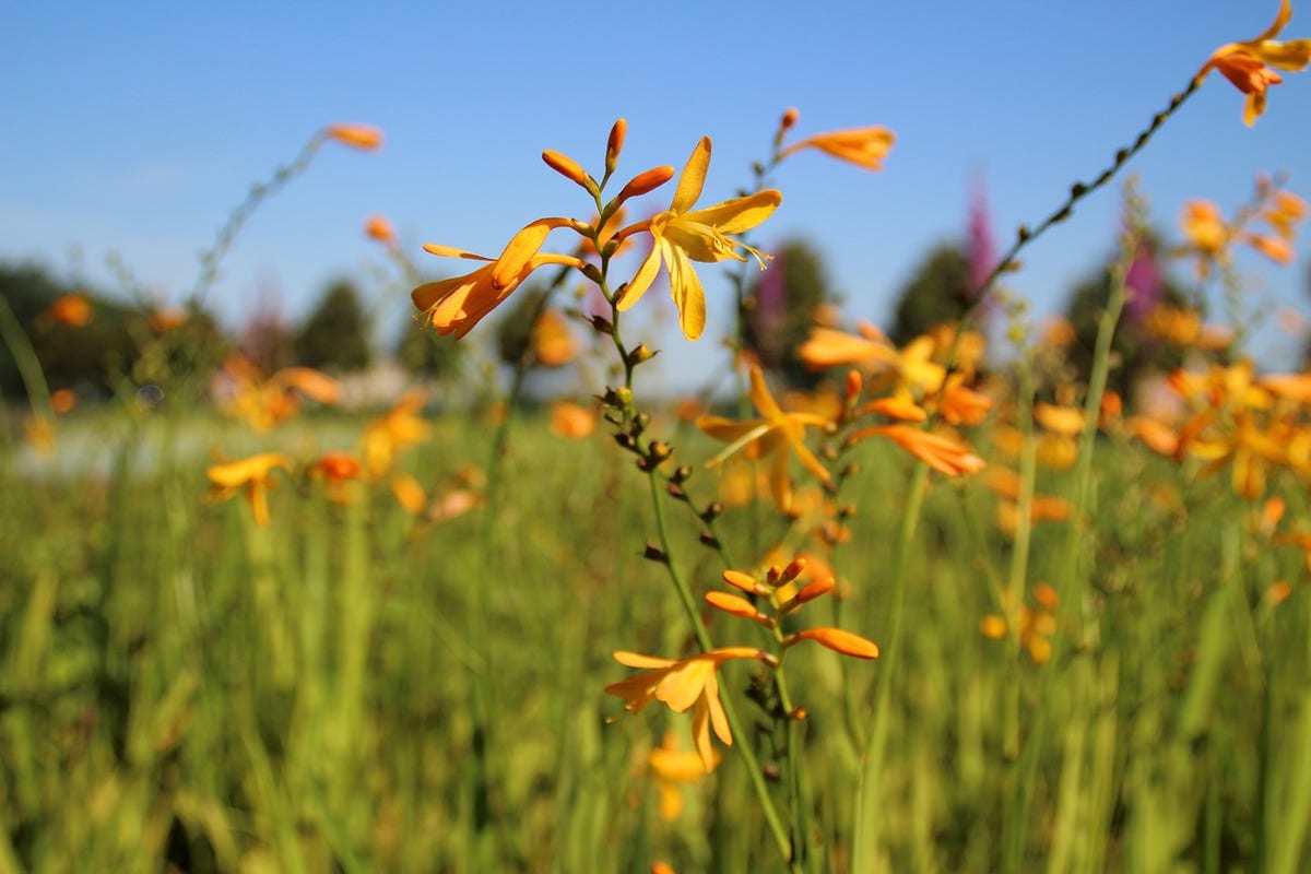  Montbretia (Crocosmia 'George Davidson')