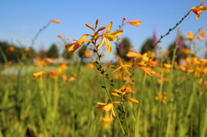  Montbretia (Crocosmia 'George Davidson')