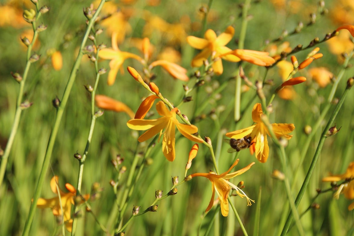  Montbretia (Crocosmia 'George Davidson')