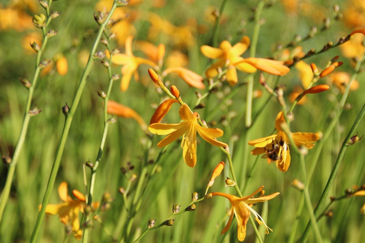  Montbretia (Crocosmia 'George Davidson')