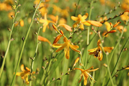 Montbretia (Crocosmia 'George Davidson')