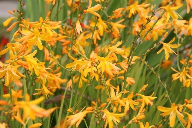  Montbretia (Crocosmia 'George Davidson')