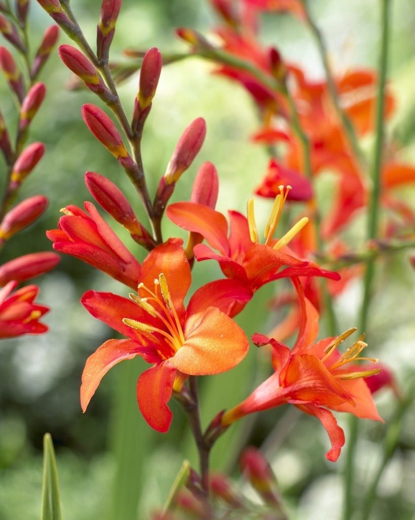  Montbretia (Crocosmia Masoniorum)
