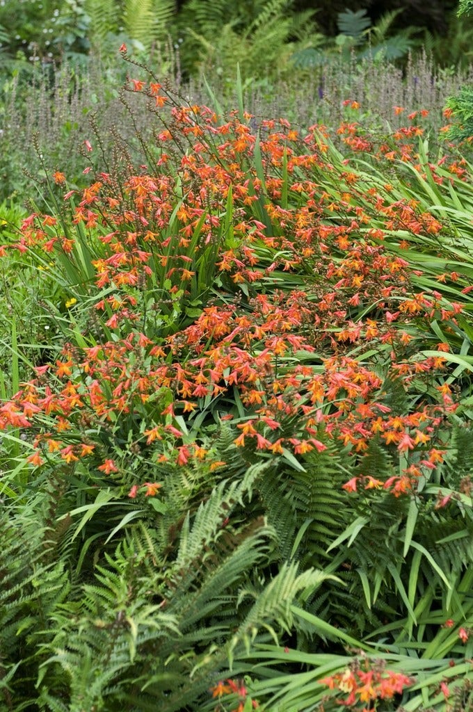  Montbretia (Crocosmia Masoniorum)