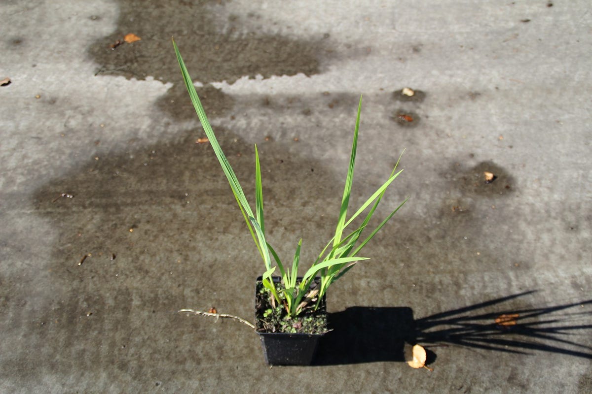  Montbretia (Crocosmia Masoniorum)