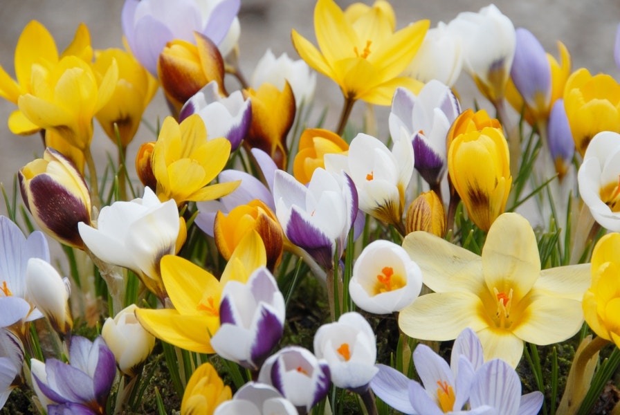  Crocus (Crocus Chrysanthus Mix)