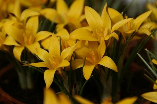  Krokus (Crocus Korolkowii)