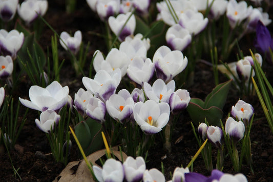  Krokus (Crocus Chrysanthus 'Prins Claus')